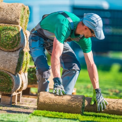 A worker is laying grass on the ground.
