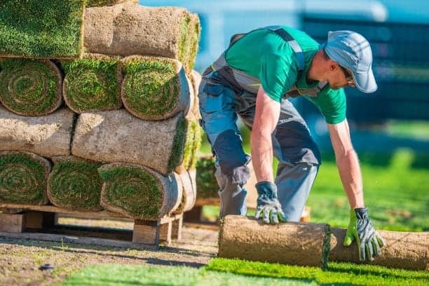 A worker is laying grass on a pallet.